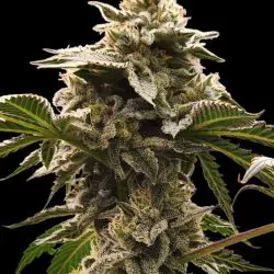 tempFileForShare_20241025-064854