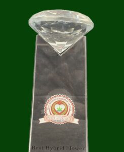 2024 Essies Best Hybrid Cry Baby