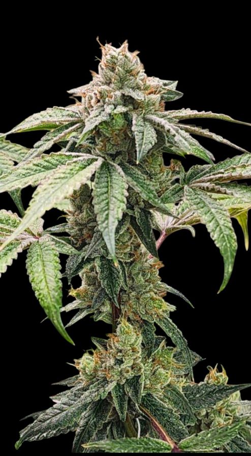 BTYOGFLower