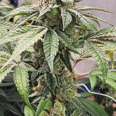 BTYOGFLower