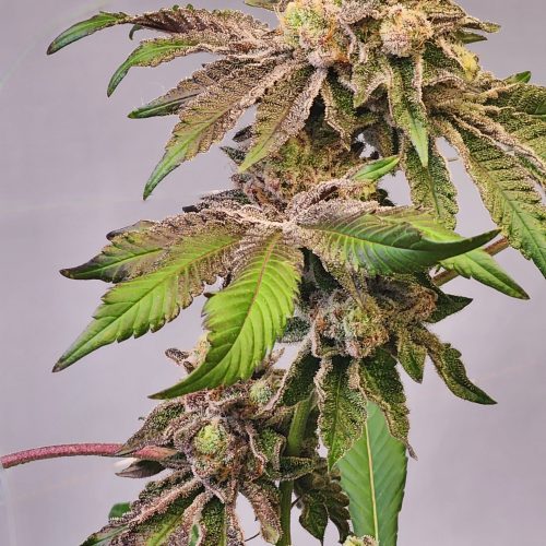 BlackberryMoonrocks