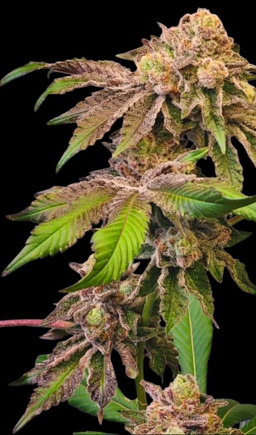BlackberryMoonrocksflower