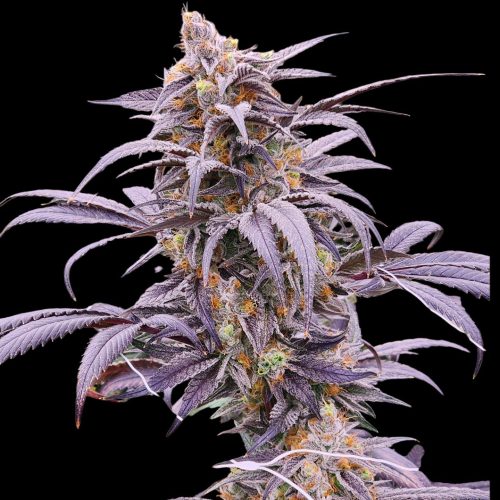 BlooberryZPlant