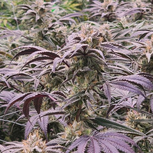 BlooberryZPlant