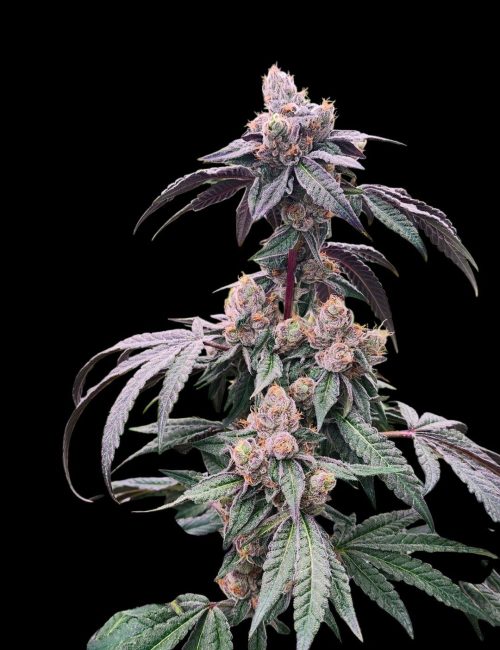 Blueandezeplant