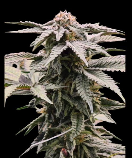 CherryPiePlant