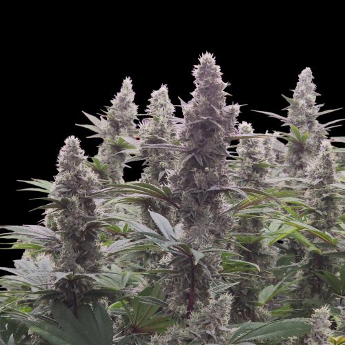 GG4plant