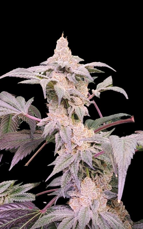 GMOPlant