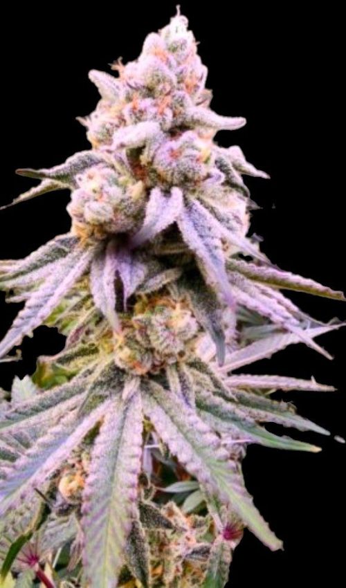 Glitterbombflower
