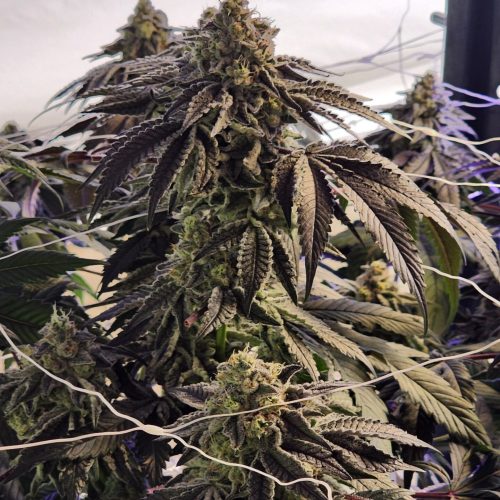 JuiceeJplant
