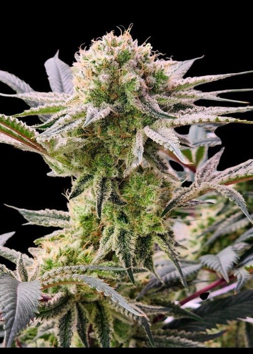 PinkBerryPlant