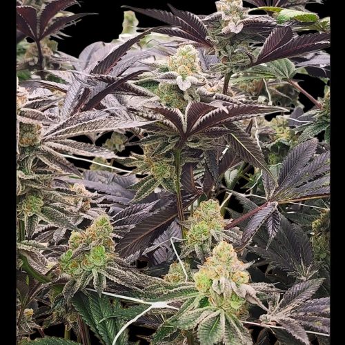 PurpleMilkPlant