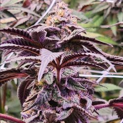 Screenshot_20241108_053358_Instagram