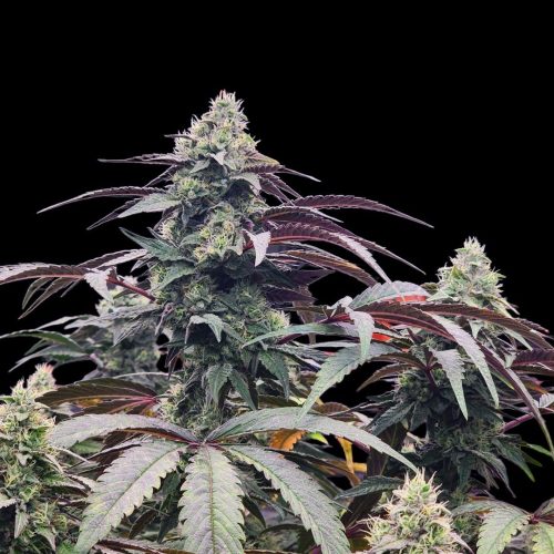 Sherbplant