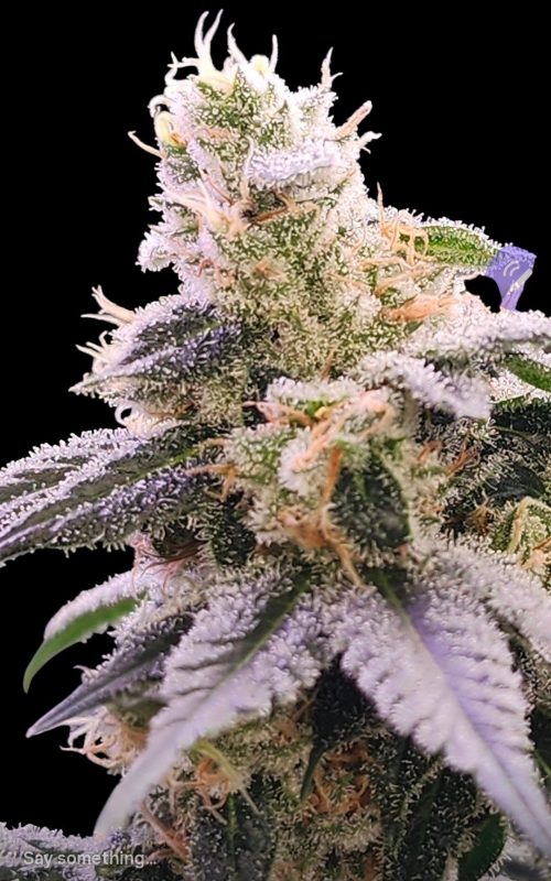 Sour DieselPlant