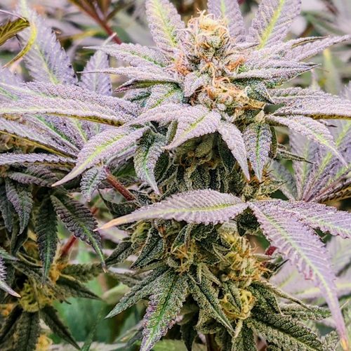 Whiteskunkveg
