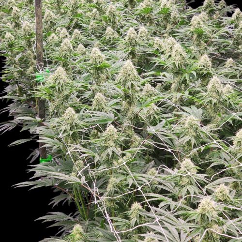 Wonderlandplant